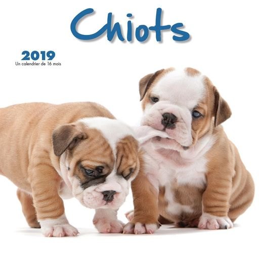 2019 Puppies Chiots Wall Calendar (French), by Wyman Publishing