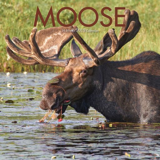 2019 Moose Wall Calendar, by Wyman Publishing