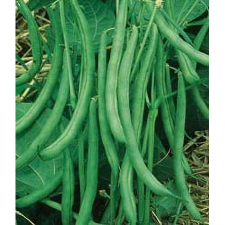 Contender Stringless Bush Bean-250+ Seeds  4 Oz