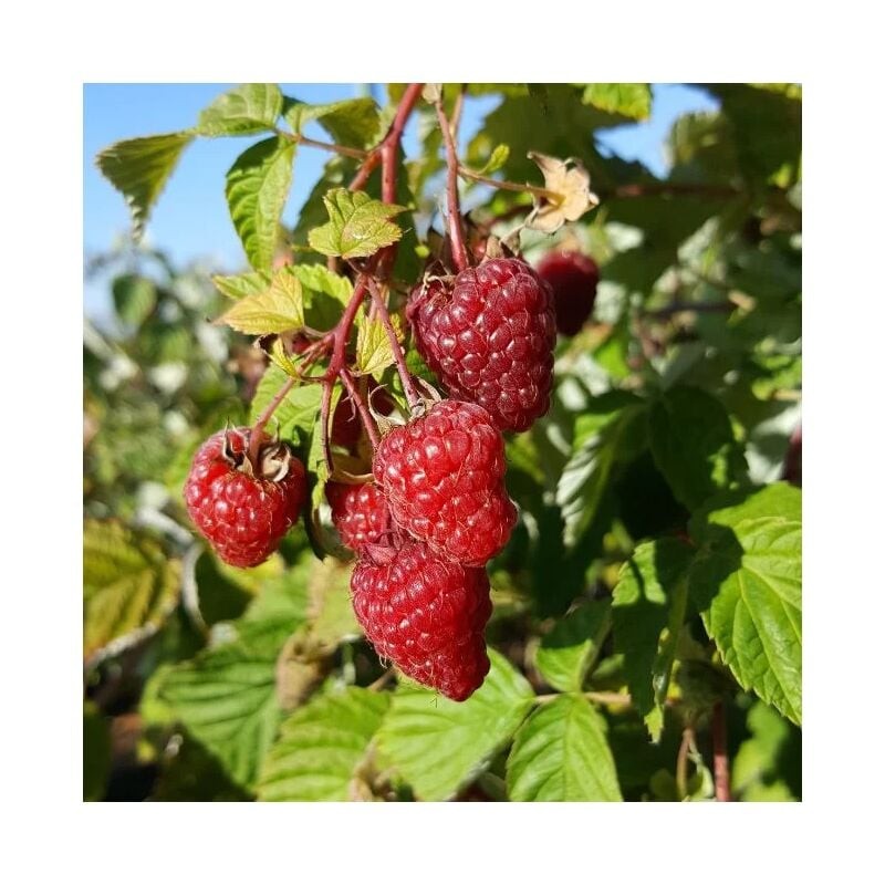 Javoy Plantes - Framboisier Remontant 'Paris' - Rubus Idaeus 3L