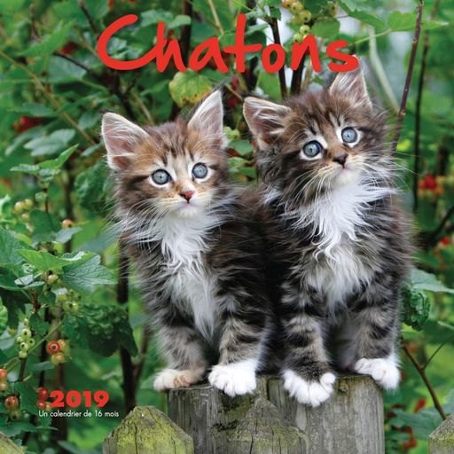 Browntrout Publishers 2019 Chatonscalendar