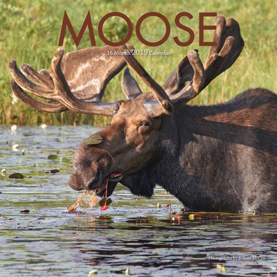 Moose 2019 Wall Calendar