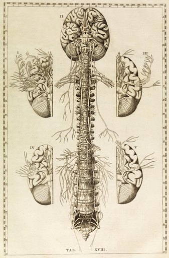 Brain Nervous System Illustration 1744 Rolled Canvas Art - Science Source (18 X 24)