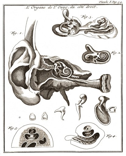 Organs of the Ear 1744 Rolled Canvas Art - Science Source (18 X 24)