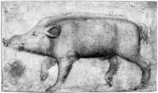 Pisanello Boar Ndrawing by the Early Renaissance Artist Pisanello (C1395-1455) Rolled Canvas Art -  (24 X 36)