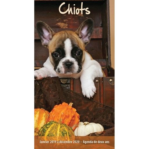 2019 Chiots Pocket Planner, Cute Puppies by Wyman Publishing