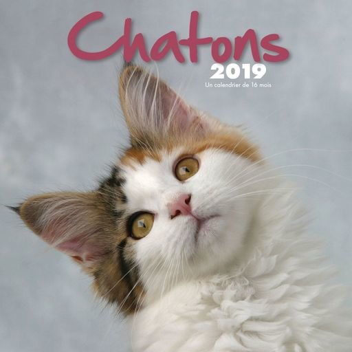 2019 Chatons Kittens Mini Wall Calendar (French), by Wyman Publishing