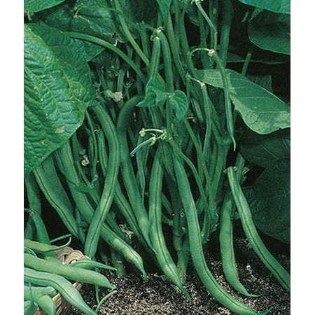 Blue Lake Bush Bean 274  Packed in Resealable Foil Packaging  Heirloom  NON GMO  1 Pound
