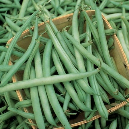 6 X Packs of Bush Bean - Provider - Heirloom - Non -gmo - Treated