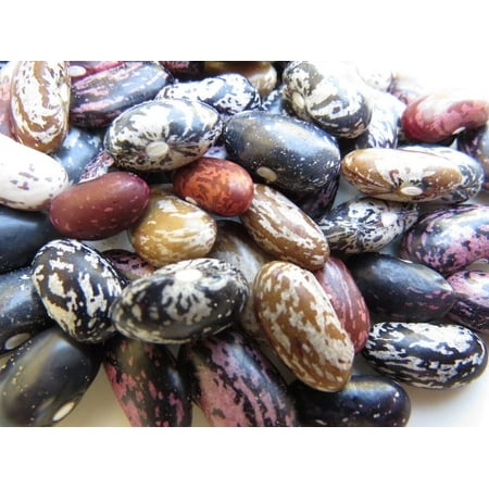 (5-Pack) Quail Dry Bean - Fabulous Array of Patterns and Colors in a Vigorous Bush Bean