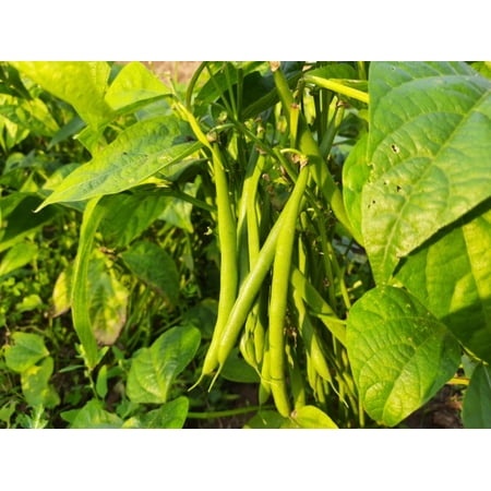 Top Crop Bush Bean Seeds - 100 Count Seed Pack -These Beans Are Great for Canning or Freezing.- Country Creek LLC