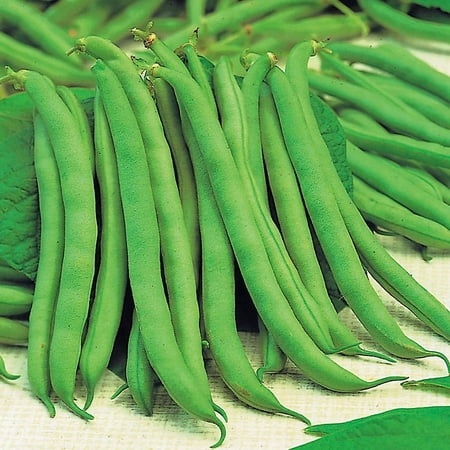 Tendergreen Bush Bean Seeds - 100 Count Seed Pack - Recommended for Eating Fresh  Canning  and Especially Freezing- Country Creek LLC