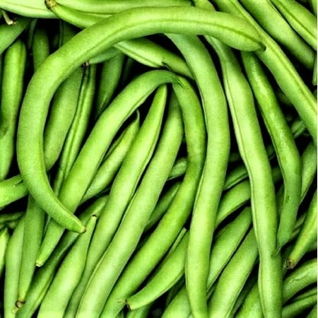 Bean Seed  Commodore Bush  Heirloom  200+ Seeds  Non GMO  Green Beans