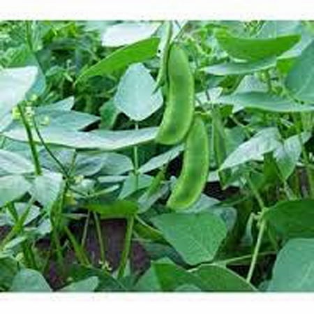 Country Creek Acres 200+ Lima Bean Henderson Bush Plant Seeds