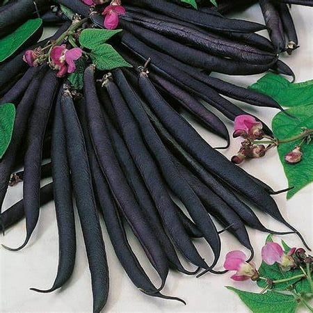 Bush Bean  Purple Queen Bean Seeds - 500 Count Seed Pack - Beautiful Deep Purple Pods with a Great Fresh Flavor - Country Creek LLC