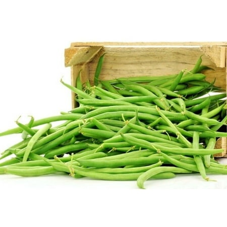3 X Packs of BEAN SEEDS - BLUE LAKE BUSH - HEIRLOOM - ORGANIC