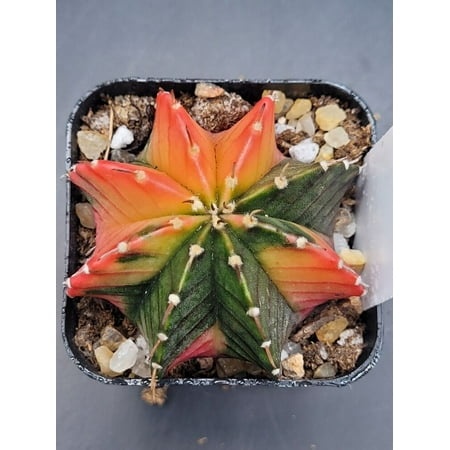 Gymnocalycium Mihanovichii Variegated 2 Inch Wide * Red Tips #4723