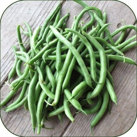 (3-Pack) Bush Blue Lake 274 Green Bean 100ct Heirloom Non-GMO US Grown