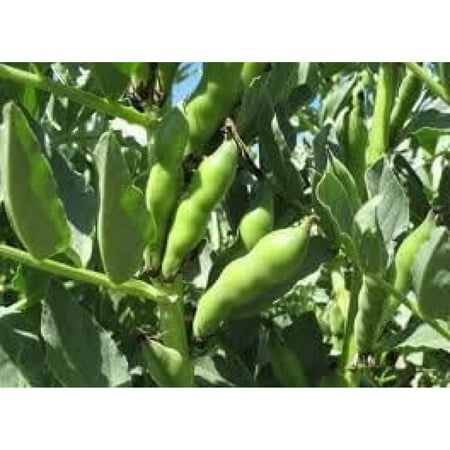 Bean  FAVA Windsor Bush  Heirloom  500 + Seeds  Non-GMO  Buttery N Healty Beans