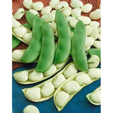 25 Dwarf HENDERSON BABY LIMA BEAN Bush White Phaseolus Lunatus Vegetable Seeds