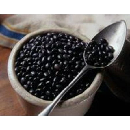 50 BLACK BEAN (Black Turtle Bush Bean) Phaseolus Vulgaris Vegetable Seeds