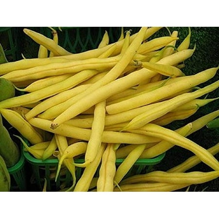 Top Notch Golden Wax Bush Bean Seeds - 200 Count Seed Pack - Non-GMO - an Excellent Heavy Yielding Home Garden Variety of Bush Bean. the Beans Are Mil