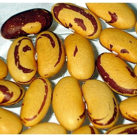 Tiger Eye Bush Bean Seeds - 50 Seeds