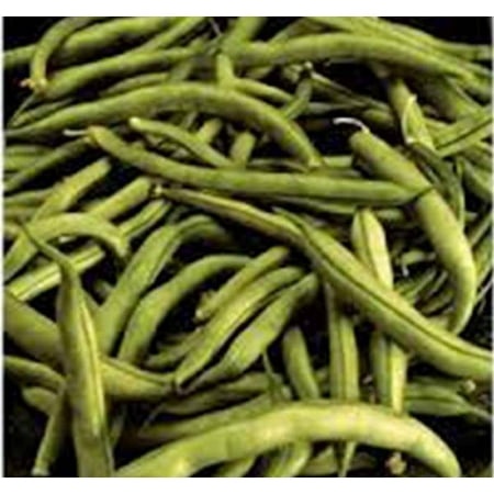 Bean Seed  Commodore Bush  Heirloom  500+ Seeds  Non Gmo  Green Beans