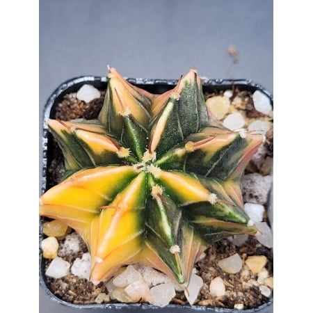 Gymnocalycium Mihanovichii Variegated 2 Inch Wide * Yellow Variegation #4719