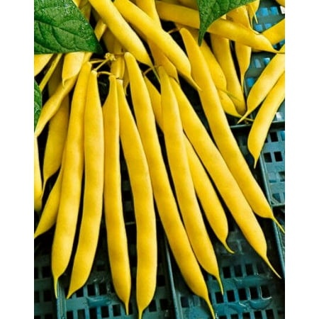 (4-Pack) 150 Yellow Bean Seeds  Gold Crop  Heirloom Beans  Bush Yellow Beans  Non-Gmo