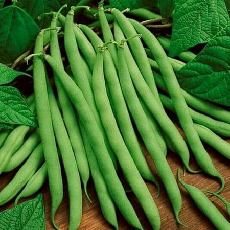 (5-Pack) Bean Seeds  Blue Lake  Heirloom Beans  Bush Green Beans  Non-Gmo  Tasty  75ct