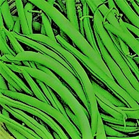 PAPAW S GARDEN SUPPLY LLC. Helping the Next Generation Grow! Jade Bush Green Bean Seeds  Non-GMO  1 Pack of 300 Vegetable Seeds