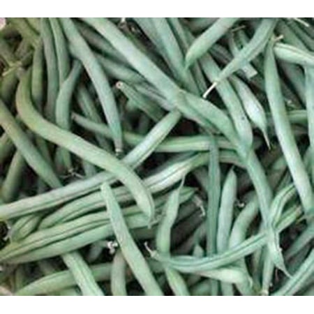 Bean  Provider Bush  Heirloom  500+ Seeds  Non Gmo  Green Beans