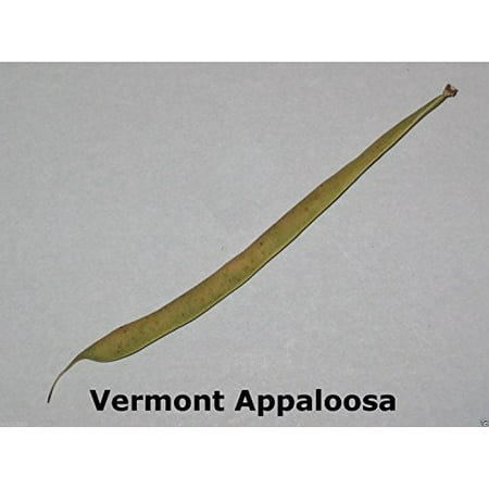 Vermont Appaloosa Bean  (Phaseolus Vulgaris) Bush/dry Shell  100 Seeds  Heirloom !