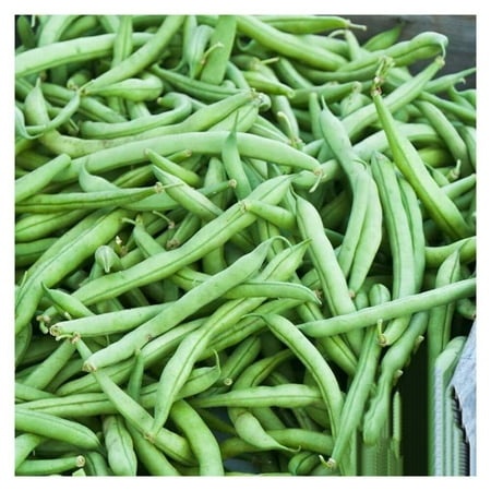 (2-Pack) 100 Bush Strike Bean Seeds | High Yield | Heirloom | Fifty Days Harvest I
