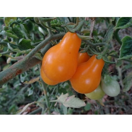 50 Seeds  Super Sweet Yellow Orange Pear Tomato  Organic  Grape  Cherry Tomatoes