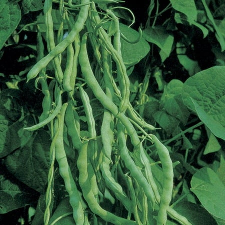 (2-Pack) Kentucky Wonder Bush Bean - Non-GMO Heirloom Bean - 50 or 100 Seeds 2