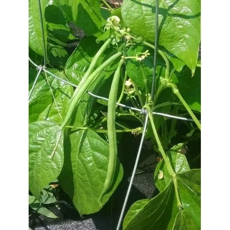 20 French Calima Bush Bean Seeds