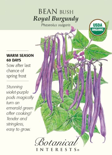 Royal Burgundy Bush Bean Seeds - 15 Grams - Organic