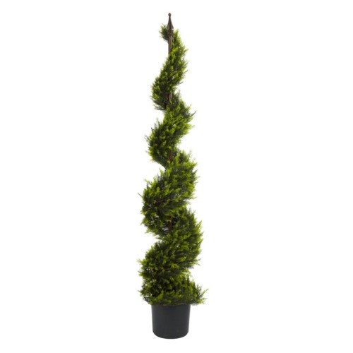 Cypress Spiral Tree