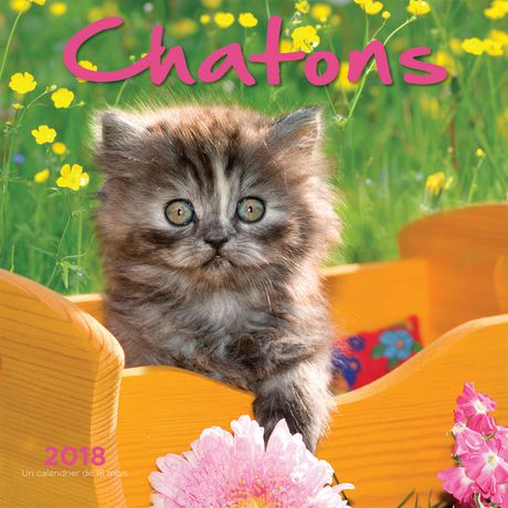 Chatons Wall Calendar by Wyman Publishing