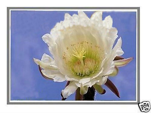 Dell Inspiron 3443 LED LCD Screen for New 14