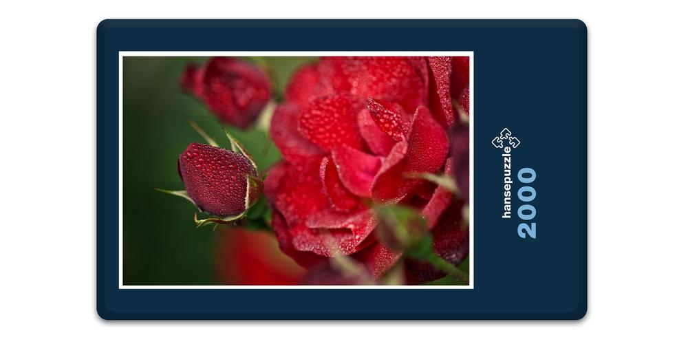 Hansepuzzle 16331 Natur - Rote Rose, 2000 Teile