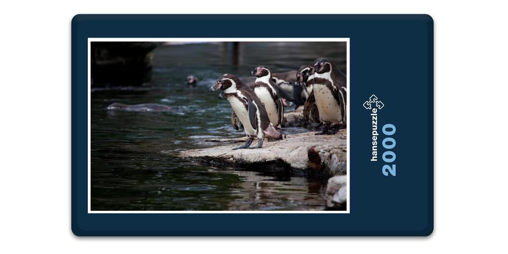 Hansepuzzle 15999 Tierwelt - Pinguin, 2000 Teile