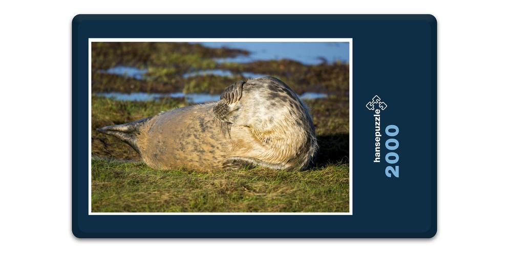 Hansepuzzle 16858 Tierwelt - Flosse Vor Augen, 2000 Teile