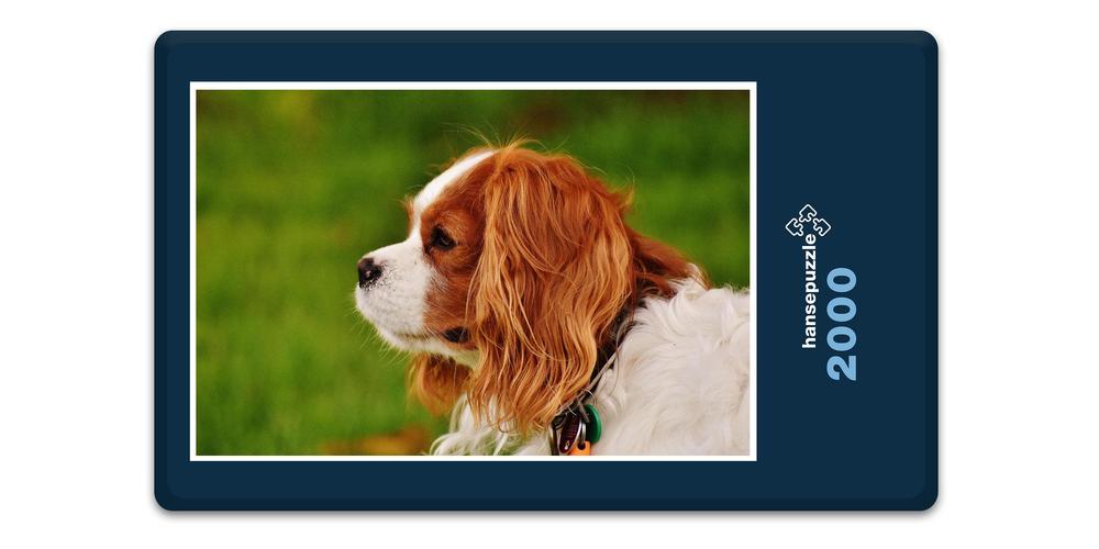Hansepuzzle 18835 Tierwelt - Kleiner Hund, 2000 Teile