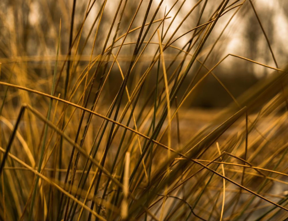 Hansepuzzle 27743 Natur - Gräser, 1000 Teile
