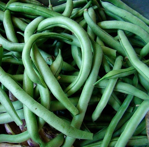 Blue Lake Bush Bean Seeds - 13 Grams
