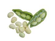 Burpee Fordhook 242 Bush Bean Seeds 4 Ounces of Seed