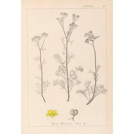 Herbier De La Flore Française Pl.0134 (1867-1876) Poster Print by Louis Antoine Cusin (18 X 24)